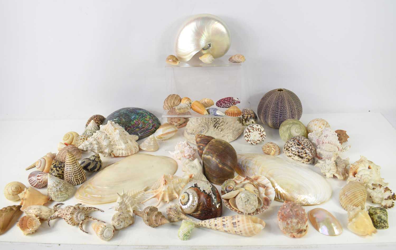 Lot 113 - A collection of sea shells to include Abalone,...