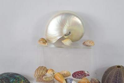 Lot 113 - A collection of sea shells to include Abalone,...