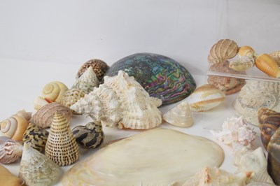 Lot 113 - A collection of sea shells to include Abalone,...