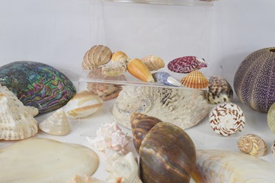 Lot 113 - A collection of sea shells to include Abalone,...
